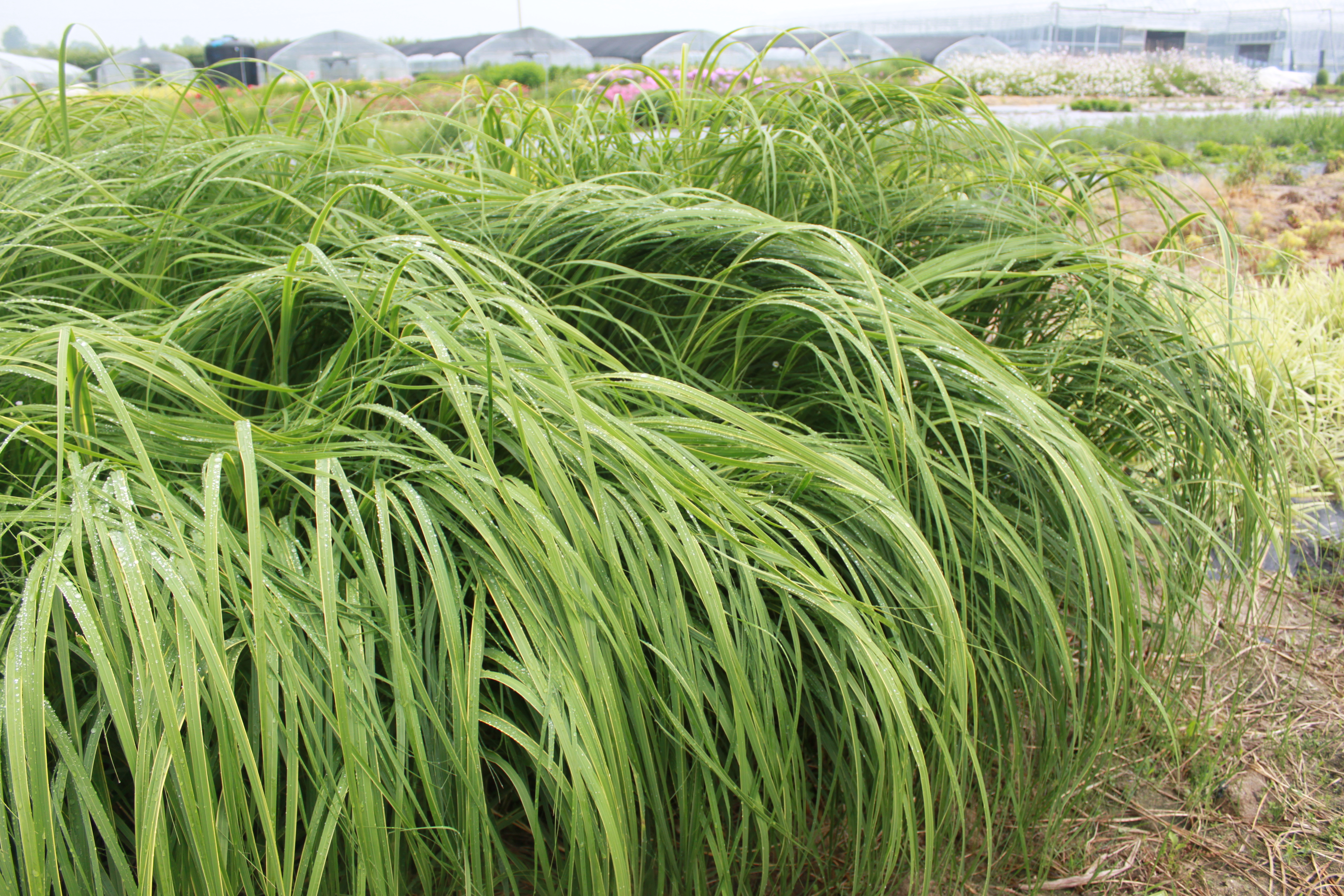 Spartina pectinata 'Aureomarginata'